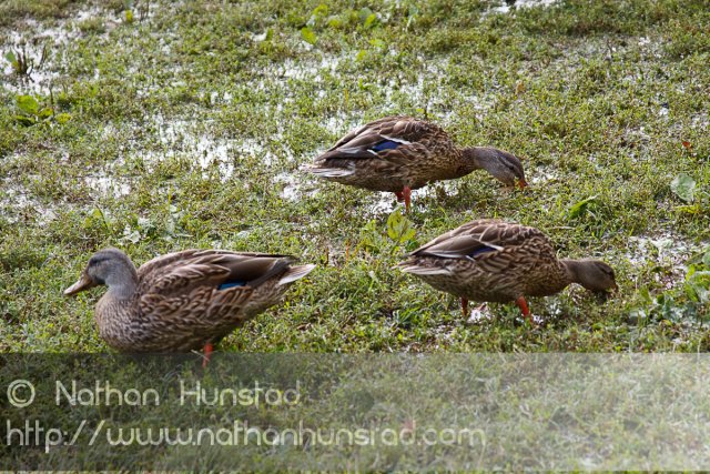 Ducks on the National Mall